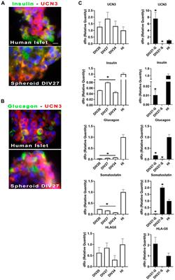 Human induced pluripotent stem cells (hiPSC), enveloped in elastin-like recombinamers for cell therapy of type 1 diabetes mellitus (T1D): preliminary data